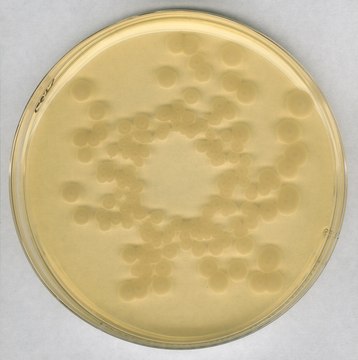 胰蛋白胨大豆琼脂培养基 - 脱水培养基 NutriSelect&#174; Plus, powder, suitable for microbiology