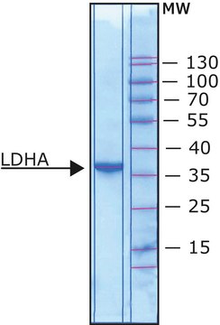 L-乳酸脱氢酶 (LDHA) from human, recombinant, expressed in E. coli, aqueous solution