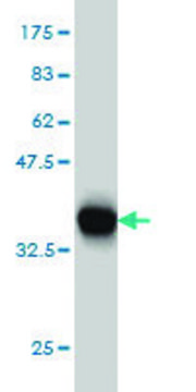 Monoclonal Anti-LRP8 antibody produced in mouse clone 3H2, purified immunoglobulin, buffered aqueous solution