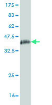 Monoclonal Anti-GOLGB1 antibody produced in mouse clone 6D4, purified immunoglobulin, buffered aqueous solution