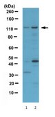 Anti-phospho-CYLD Antibody (Ser418) serum, from rabbit