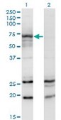 Monoclonal Anti-MGAT3 antibody produced in mouse clone 2G4, purified immunoglobulin, buffered aqueous solution