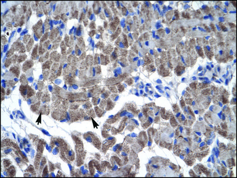 Anti-GAS7 IgG fraction of antiserum