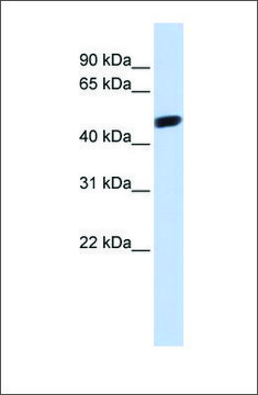 Anti-WWTR1 antibody produced in rabbit affinity isolated antibody