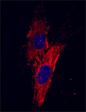 Monoclonal Anti-Fibronectin antibody produced in mouse clone FN-15, ascites fluid