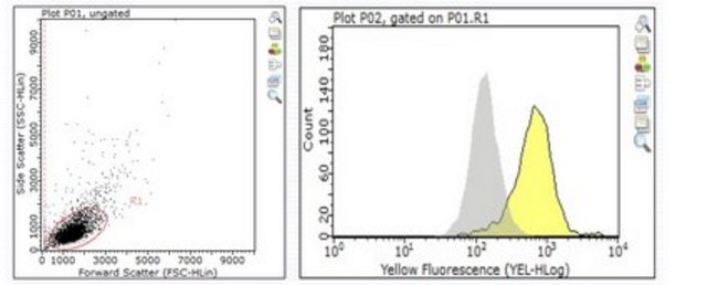 Anti-IL-22RA-1 Antibody from rabbit, purified by affinity chromatography