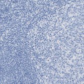Anti-CPA1 antibody produced in rabbit affinity isolated antibody, buffered aqueous glycerol solution