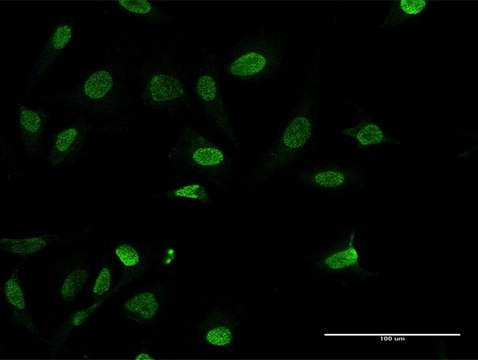 Anti-HMGA1 antibody produced in mouse purified immunoglobulin, buffered aqueous solution