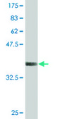 Monoclonal Anti-E4F1 antibody produced in mouse clone 4B10, purified immunoglobulin, buffered aqueous solution