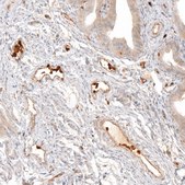 Anti-VSIR antibody produced in rabbit Prestige Antibodies® Powered by Atlas Antibodies, affinity isolated antibody, buffered aqueous glycerol solution