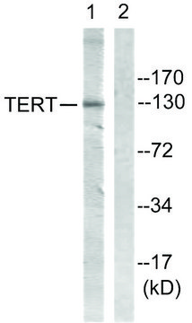 Anti-Telomerase antibody produced in rabbit affinity isolated antibody