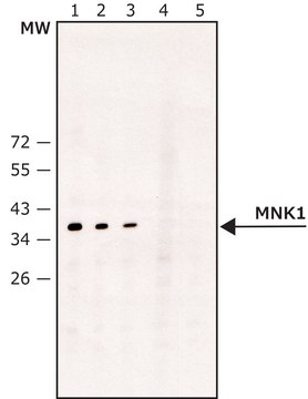 Anti-MNK1 antibody produced in rabbit ~1.4&#160;mg/mL, affinity isolated antibody, buffered aqueous solution