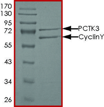 PCTK3 (CDK18)/CYCLINY, Active PRECISIO&#174; Kinase, recombinant