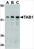 Anti-TAB1 antibody produced in rabbit affinity isolated antibody, buffered aqueous solution
