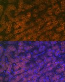 Anti-RBP4 Antibody, clone 8O0V8, Rabbit Monoclonal