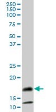 Anti-SAA4 antibody produced in mouse IgG fraction of antiserum, buffered aqueous solution