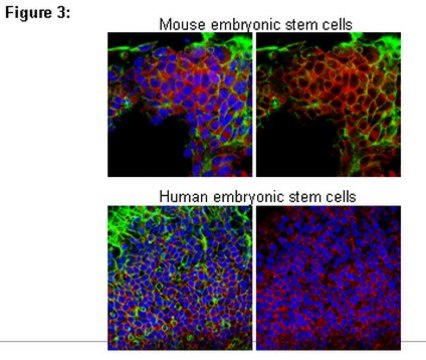 RIPAb+ PUM1 Antibody from rabbit, purified by affinity chromatography