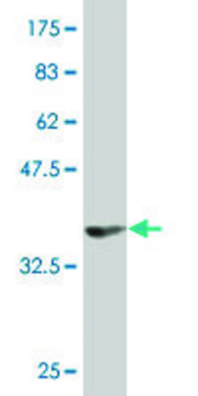 Monoclonal Anti-MPP5 antibody produced in mouse clone 1D12, purified immunoglobulin, buffered aqueous solution