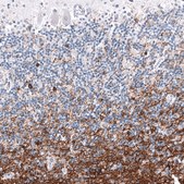 Monoclonal Anti-OPALIN antibody produced in mouse Prestige Antibodies® Powered by Atlas Antibodies, clone CL11144, purified antibody (Protein A)