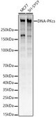 Anti-DNA-PKcs Antibody, clone 2U8W4, Rabbit Monoclonal