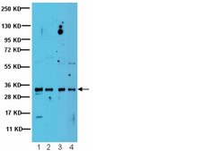 Anti-PP6C Antibody from rabbit