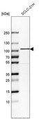 Anti-GIT1 antibody produced in rabbit Ab1, Prestige Antibodies® Powered by Atlas Antibodies, affinity isolated antibody, buffered aqueous glycerol solution