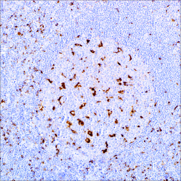 CD68 (Kp-1) Mouse Monoclonal Antibody