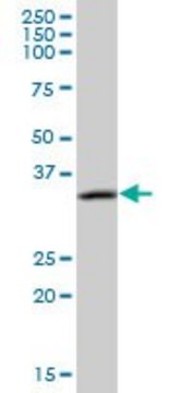 Anti-CAMLG antibody produced in mouse IgG fraction of antiserum, buffered aqueous solution