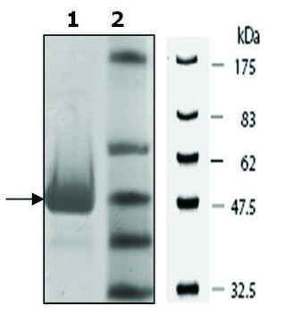 PKLR Var2 active human recombinant, expressed in E. coli, &#8805;90% (SDS-PAGE)