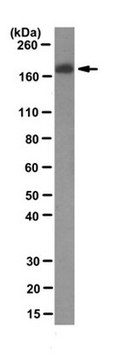 Anti-Laminin &#945;1/&#946;1 Antibody, clone AL-4 clone AL-4, from rat