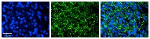 Anti-KIAA0317 affinity isolated antibody