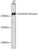 Anti-Dysferlin (Romeo) antibody produced in rabbit