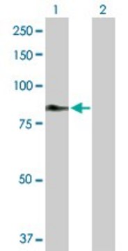 Anti-C2 antibody produced in rabbit purified immunoglobulin, buffered aqueous solution