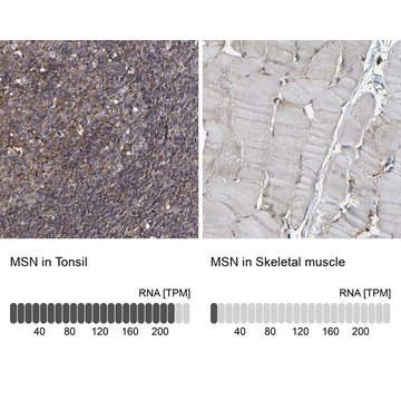 Anti-MSN antibody produced in rabbit Prestige Antibodies&#174; Powered by Atlas Antibodies, affinity isolated antibody, buffered aqueous glycerol solution