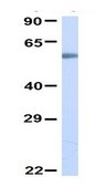 Anti-SLCO2B1 antibody produced in rabbit affinity isolated antibody