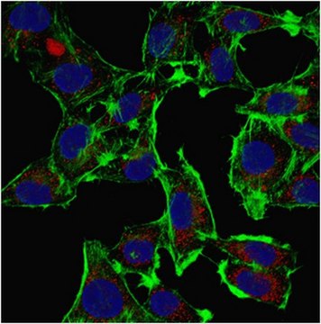 Anti-GOLPH3 Antibody from rabbit, purified by affinity chromatography