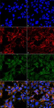 Monoclonal Anti-Malondialdehyde-Horseradish Peroxidase antibody produced in mouse clone 6H6