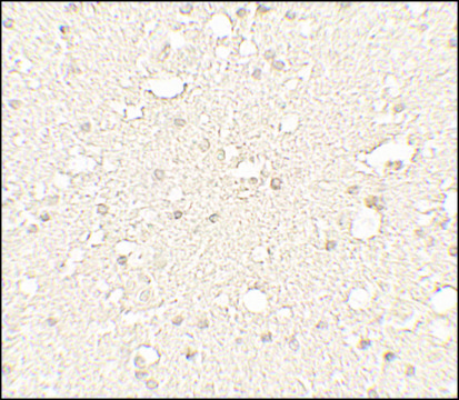 Anti-ALPHA-TUBULIN antibody produced in rabbit affinity isolated antibody