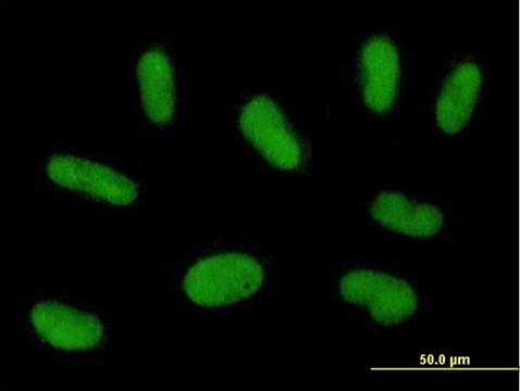 Anti-PRAM1 antibody produced in mouse purified immunoglobulin, buffered aqueous solution