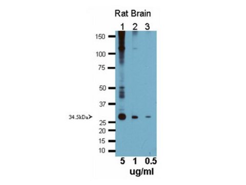 Anti-Aquaporin 4 Antibody Chemicon&#174;, from rabbit