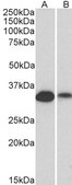 Anti-ARL2 antibody produced in goat affinity isolated antibody, buffered aqueous solution