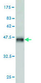 Monoclonal Anti-NMI antibody produced in mouse clone 9D8, purified immunoglobulin, buffered aqueous solution