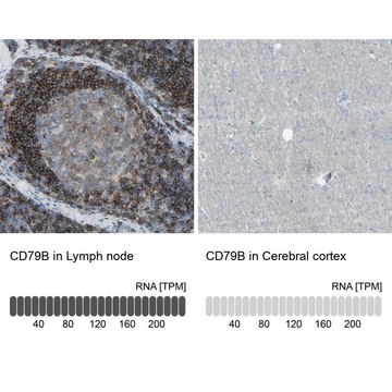 Anti-CD79B antibody produced in rabbit Prestige Antibodies® Powered by Atlas Antibodies, affinity isolated antibody, buffered aqueous glycerol solution