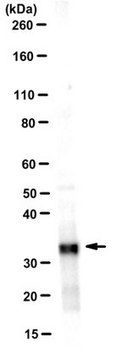 Anti-Syntenin-1 Antibody, clone 4F4.1 clone 4F4.1, 1&#160;mg/mL, from mouse