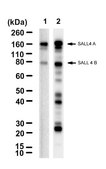 Anti-SALL4 Antibody, clone 1H18 ZooMAb® Rabbit Monoclonal recombinant, expressed in HEK 293 cells