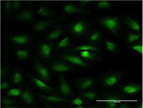 Monoclonal Anti-ZBTB7A antibody produced in mouse clone 2A2, purified immunoglobulin, buffered aqueous solution