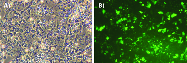 GenElute&#8482; HP Endotoxin-Free Plasmid Maxiprep Kit sufficient for 10&#160;preparations