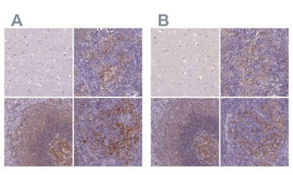 Anti-CD40 Antibody, clone 5V8X7, Rabbit Monoclonal