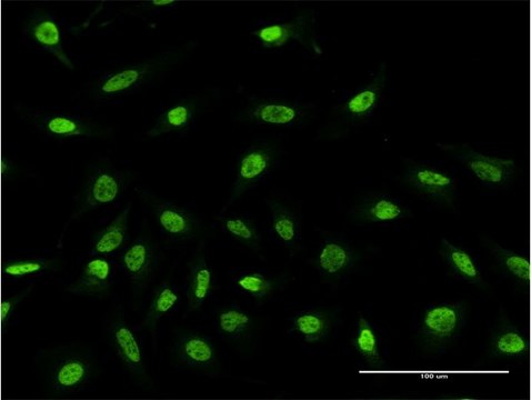 Monoclonal Anti-RPS2 antibody produced in mouse clone 3F5, purified immunoglobulin, buffered aqueous solution