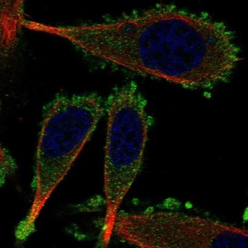 Anti-KRT75 antibody produced in rabbit Prestige Antibodies&#174; Powered by Atlas Antibodies, affinity isolated antibody